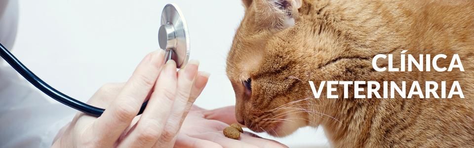 Centro Veterinario Viladecans gato oliendo comida