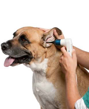 Centro Veterinario Viladecans perro en examen de oído