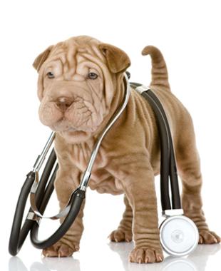 Centro Veterinario Viladecans perro con estetoscopio