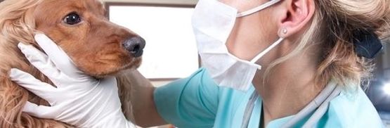 Centro Veterinario Viladecans perro en revisión